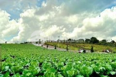 Chính chủ cần bán gấp lô đất lộc quảng bảo lâm