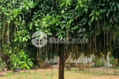 Mặt bằng kinh doanh quán ăn, cafe, buôn bán cần cho thuê