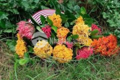 Biệt thự trang trại gần tr đại học tiền giang