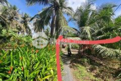 Đất nền biệt thự phường phú tân bến tre có thổ cư