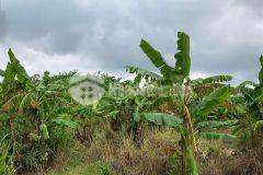 Bán lô đất 45mx80m view đẹp tặng thêm 4 chỉ vàng khi mua trong tháng 8 ngân hàng scb hỗ trợ vay 550