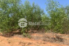 3 xào hòa thắng, đường dt716, không quy hoạch, oto vào tận đất.giá 453 triệu.lh tôi có zalo