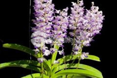 4 hetta sổ đỏ mặt tiền đường bê tông viêw đẹp