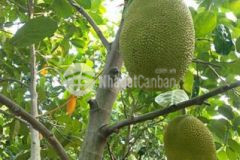 Vườn cây ăn trái 1000m² tại trảng bom