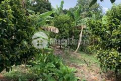 Đất vườn tân an thủ dầu một