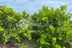 Chính chủ cần bán lô sông lũy, gần công viên safari, diện tích 8459m²