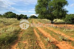 Bán 2500m2 trồng tràm đang chờ thu hoạch, kdl safari hồng liêm, shr.lh tôi có zalo0919626750