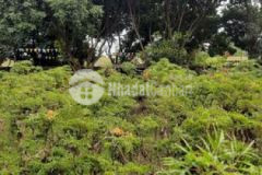 Bán nhanh 236m2 tiềm năng ở quán trạch ab