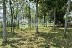 Bán gấp lô đất dt 2778m2 nằm trong khu vực nhiều homestay nhất kim bôi