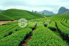 Đất nền mộc châu gần cửa khẩu lóng sập thuận tiện giao thương