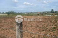 Bán nhanh 2,5 sào đất nhà vườn, đường vô tận đất, trên đất có cây.lh tôi có zalo