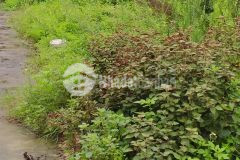 Chủ bán 83 đất uy nỗ, đông anh, gần ô tô, kinh doanh, tiện ích ngập tràn, 037.5555.372