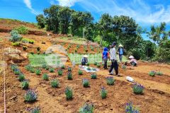 Đất nền nghỉ dưỡng tại sành villa bảo lộc, thủ phủ mới tỉnh lâm đồng giá chỉ từ 7triệum2