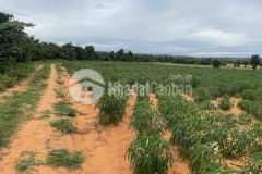 Bán lô đất 3545m2 xã hồng thái, cách đường liên xã 300m, giá bán 567 triệu, lh 0937251240