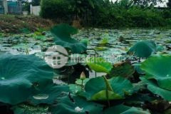 Tl43 sát sông sgòn đẹp như hoa hậu sale 3 250 tỷ