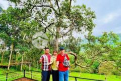 Sổ đỏ trao tay nhận ngay cây vàng nhân dịp lễ 29