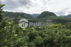 Cần bán mảnh đất 1500m2 mua đất tặng nhà giá rẻ bất ngờ