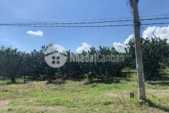 Bỏ phố về vườn mua đất tặng bưởi giá rẻ bất ngờ