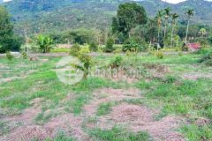 Bán đất có sẵn 150 cây sầu riêng và 150m mặt tiền