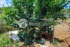 Bán vườn bưởi 4 năm tuổi xã trị an vĩnh cửu