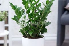 2 hetta sổ đỏ mặt tiền đường nhựa tại hoà ninh