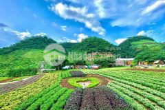 Đất nền mộc châu giá siêu ngộp