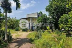 Cần bán gấp vườn bưởi đang cho thu nhập