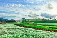 Đất nền mộc châu đón sóng cao tốc,khu du lịch quốc gia