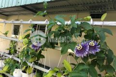 Nóng, 80trm2 ngay phố đoàn thị điểm