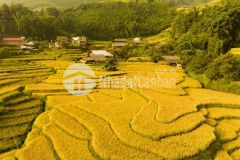 Cần bán đất nền du lịch y tý, sapa2 bát xát, lào cai.