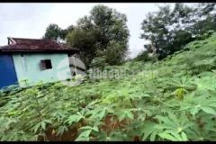 Bán lô đất nền thổ cư 1550 chư păh gia lai