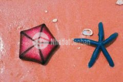 Đất mặt biển 40ha bắc vân phong có sẵn 1500