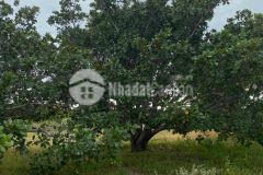 Mảnh vườn gần thung lũng 811 triệu, gần bên các siêu sự án du lịch nghỉ dưỡng.lh hoặc add zalo ạ