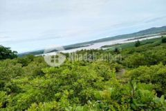 5 hét ta giá chỉ hơn 1 tỉ đất đã trồng full điều