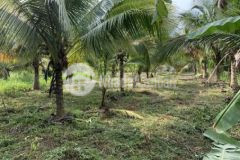 Bán đất nhà chính chủ shr