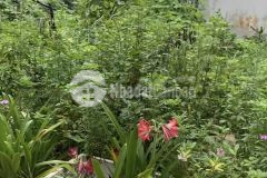 Bán đất kho gạo tía, tô hiệu 63m, mt 5m, giá 3.5 tỷ