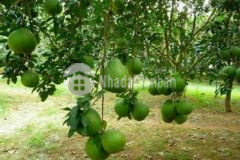 Bán 1sào đất cây trảng bom