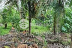 1 5 công vườn có 300thổ đường đan 2m cách ql60 70m