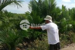 Đất 4004m quyhoạch đất ở an thới đông cầngiờ 10tỷ