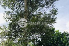 Cần bán 1001 3m2 bảo quang giá 1tỷ550 shr