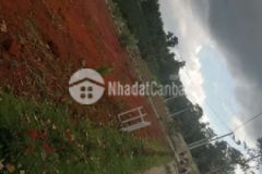 Nền biệt thự đambri bảo lộc