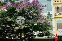 Bán nhà vũ trọng khánh mỗ lao ô tô tránh vỉa hè kinh doanh dt50m 5 tầng mt4m giá nhỉnh 10 tỷ