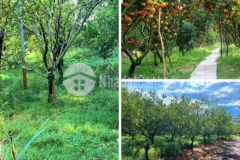 Đất vườn ngay đường kết nối sân bay long thành