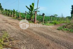 Bán đất vườn trảng bom. sổ hồng riêng