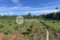 Bán gấp lô đất góc 2 mặt tiền 75m x 85m đường nhựa 10m xã ea tiêu, cư kuin 6.400m2