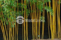 2020m2 có 131m2 đất ở ngang 25m mt đường bê tông