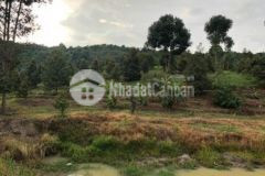 Cần bán đất rẫy hơn 55000m