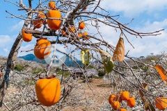 Đón sóng quy hoạch. bán đất trung tâm thị trấn nông trường mộc châu có thổ cư