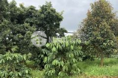 Bán rẫy mặt tiền đường nhựa liên huyện 1 3ha