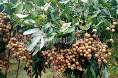 Bán đất vườn ngang 47 dài 92 thuộc an phú, cái răng, tp cần thơ giá đầu tư. lh 0837777411